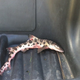 Image for article titled Live Shark Falls Out Of Sky Onto Golf Course